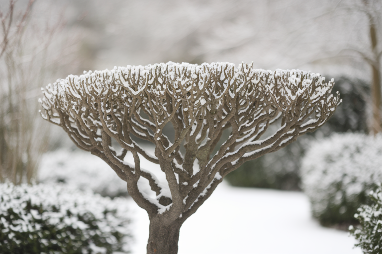 Arbre de Judée en Hiver : Comment Protéger votre Cercis Siliquastrum